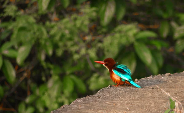 Indische Vögel Bilder Mit Namen — Stockfoto