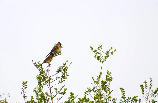 Hintli Kuşların Isimlerle Çekilmiş Resimleri — Stok fotoğraf
