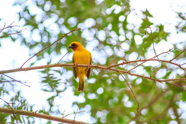 плетеные птицы гнездятся на дереве
