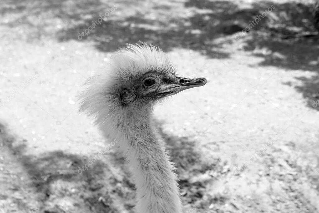 The emu is the second-largest living bird by height, after its ratite relative, the ostrich. It is endemic to Australia where it is the largest native bird and the only extant member of the genus Dromaius.