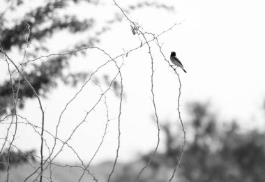 Ağaçtaki sokak serçeleri