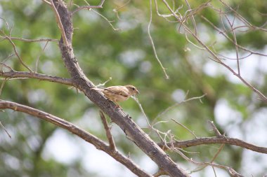 Ağaçtaki sokak serçeleri