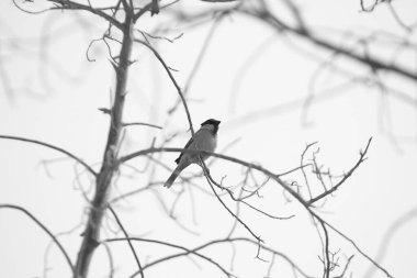 Ağaçtaki sokak serçeleri