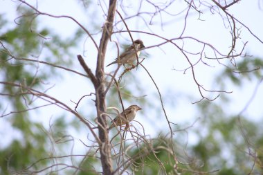 Ağaçtaki sokak serçeleri