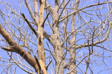 kuru ağaç resim arkaplanı