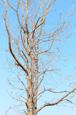 kuru ağaç resim arkaplanı