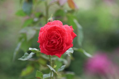 Güzel Bahçe için Açık Çiçek Bitkileri