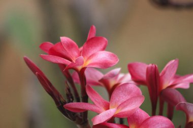 Güzel Bahçe için Açık Çiçek Bitkileri