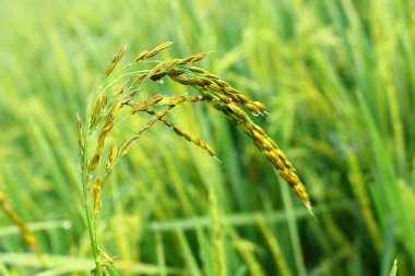 Kerala, Hindistan 'daki Paddie arazileri