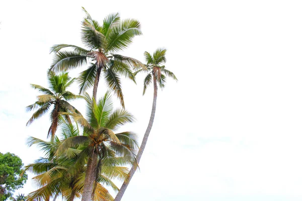 Kokosnötsträd Mot Himlen — Stockfoto