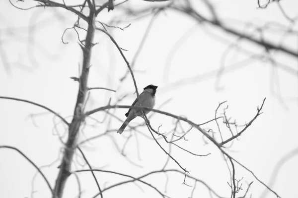 Street Sparrows Tree — Stock Photo, Image