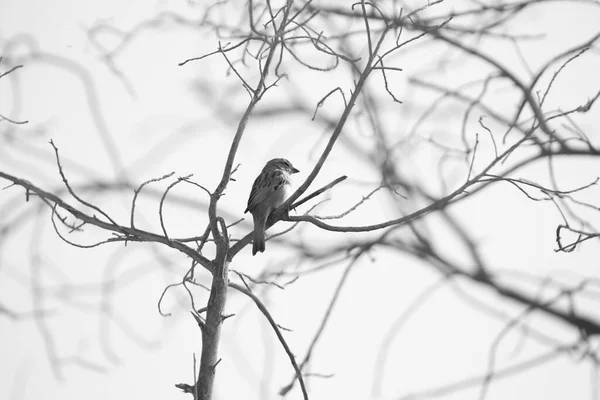 Vrabci Ulice Stromě — Stock fotografie