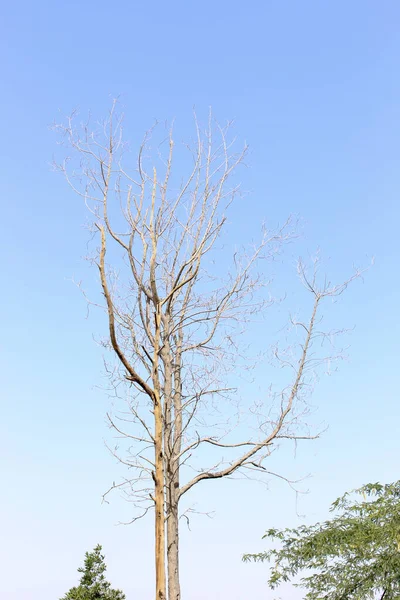 Trockener Baum Bild Hintergründe — Stockfoto