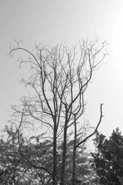 Фон Сухого Дерева — стоковое фото