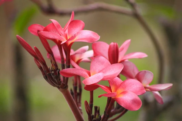 Plantas Floração Livre Para Belo Jardim — Fotografia de Stock