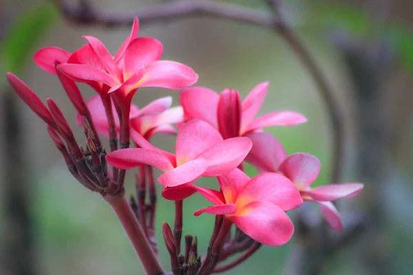 Plantas Floração Livre Para Belo Jardim — Fotografia de Stock