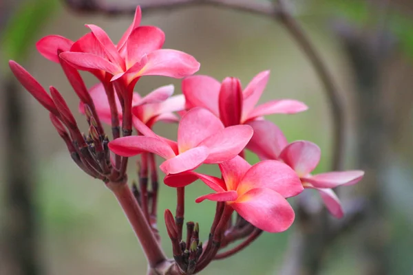 Venkovní Kvetoucí Rostliny Pro Krásnou Zahradu — Stock fotografie