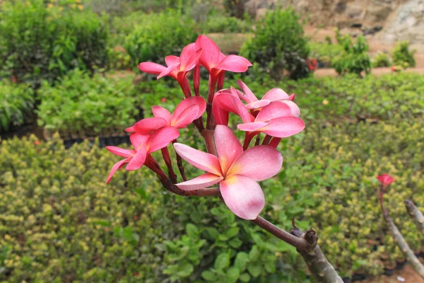 Plantas Floração Livre Para Belo Jardim — Fotografia de Stock