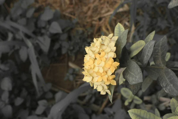 Kültéri Virágzó Növények Gyönyörű Kert — Stock Fotó