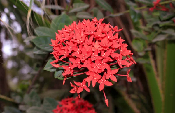 Plantas Floração Livre Para Belo Jardim — Fotografia de Stock