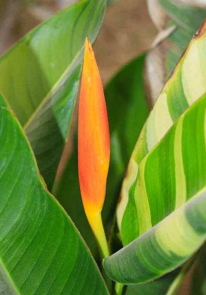 Plantas Floração Livre Para Belo Jardim — Fotografia de Stock