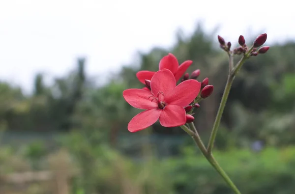 Plantas Floração Livre Para Belo Jardim — Fotografia de Stock