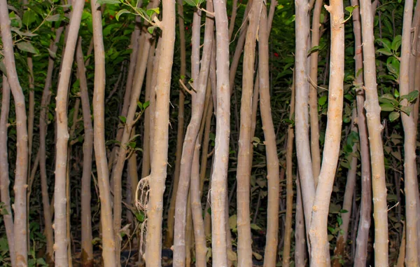 Natürliche Pflanzen Muster Hintergründe — Stockfoto