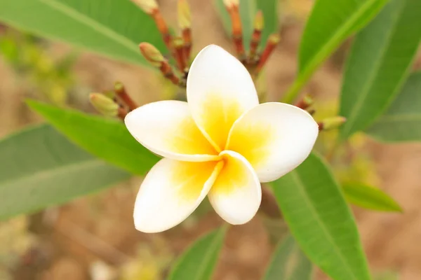 Outdoor Flowering Plants Beautiful Garden — Stock Photo, Image