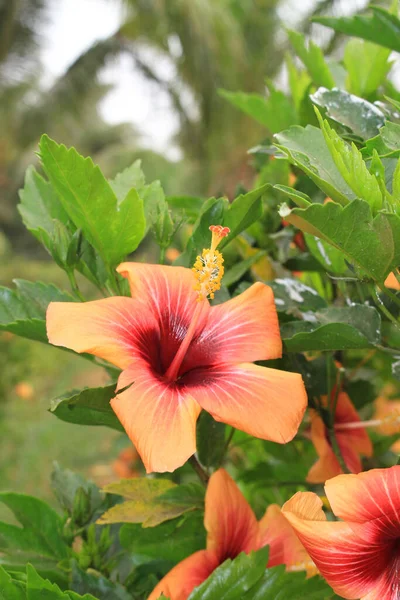 Plantas Floração Livre Para Belo Jardim — Fotografia de Stock