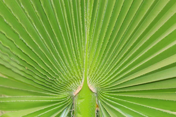 Folha Verde Textura Fundo — Fotografia de Stock