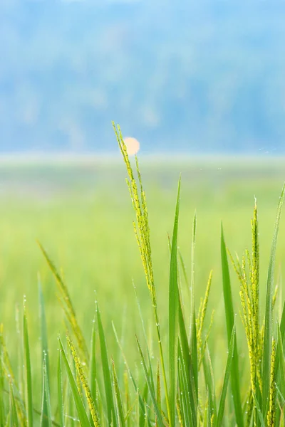 Paddie Fields Kerala Índia — Fotografia de Stock