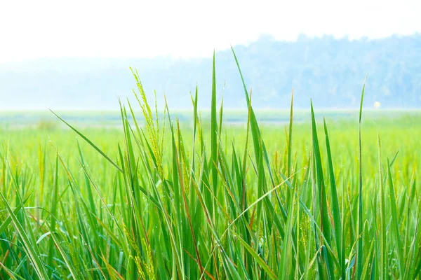 Paddie Fields Kerala Índia — Fotografia de Stock