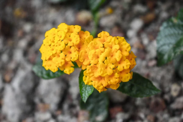 Plantas Floração Livre Para Belo Jardim — Fotografia de Stock