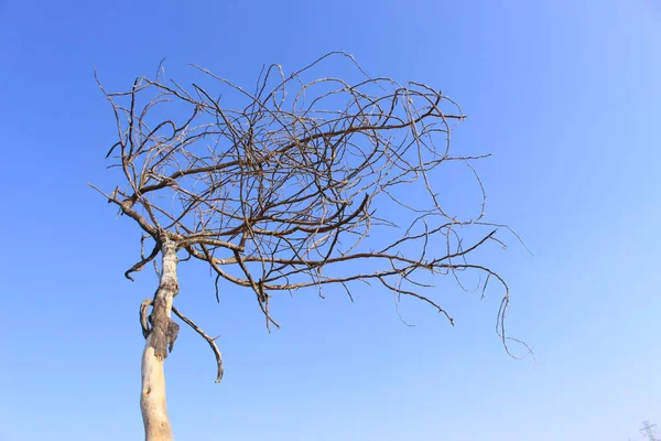 ポット付きの花植物 — ストック写真