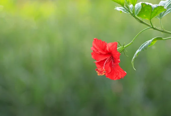 ポット付きの花植物 — ストック写真