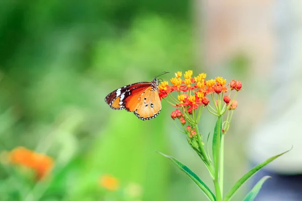 Flowers Plant Pot — Stock Photo, Image