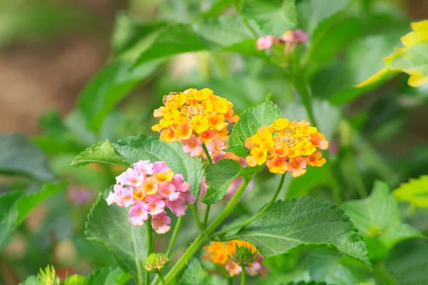 Plantes Fleurs Avec Pot — Photo