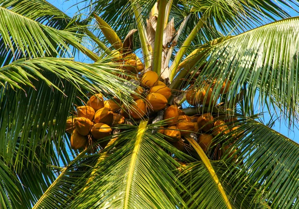 Kokosnoot Boom Kerala — Stockfoto