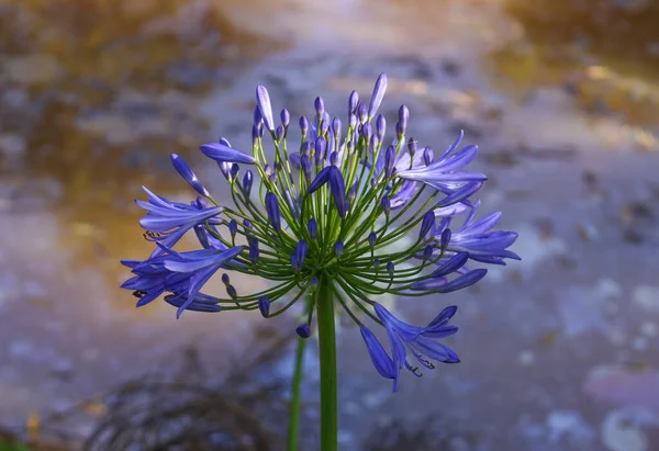 Pianta Fiori Con Vaso — Foto Stock