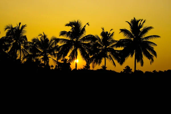Sunset Tree Silhoeutte — Stock Photo, Image