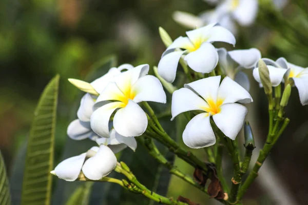 Planta Flores Con Maceta —  Fotos de Stock