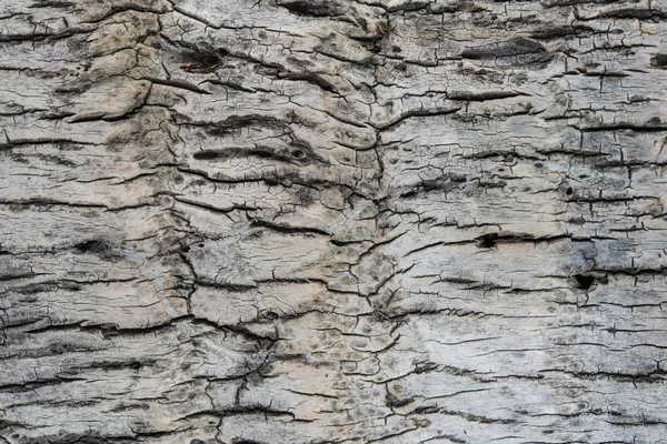 Desenler, Hindistan cevizi