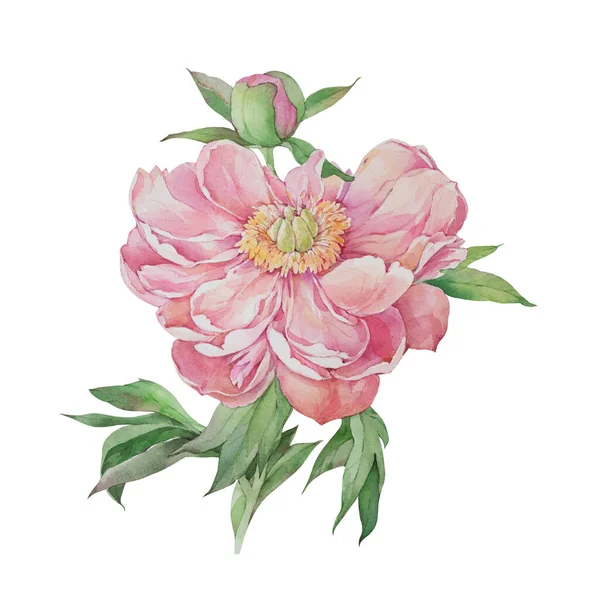 牡丹粉红色的花 白色背景上的水彩画 — 图库照片