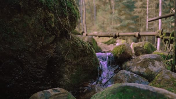 森の春の流れ — ストック動画
