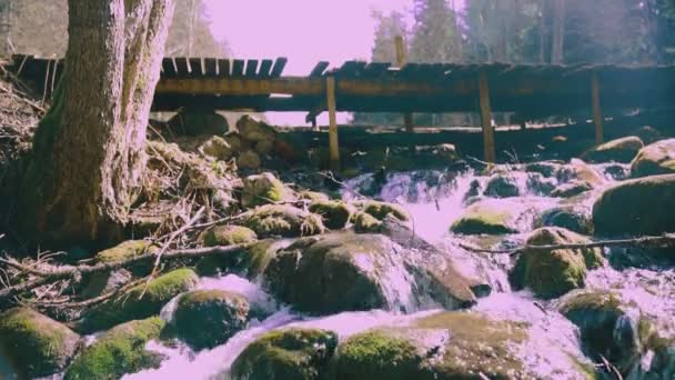 Vår Bäck Skogen — Stockvideo