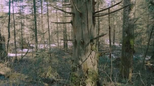 Ruisseau Source Dans Forêt — Video