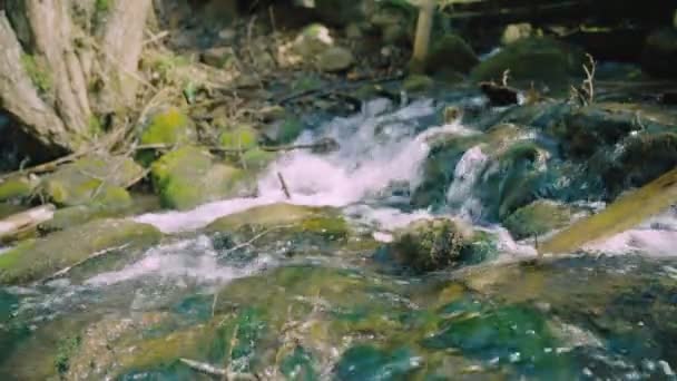 Quellbach Wald — Stockvideo