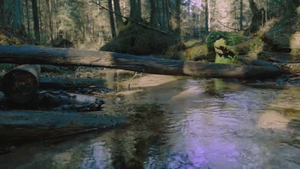 Vår Bäck Skogen — Stockvideo