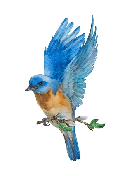 Oiseau Blue Bird Oiseau Avec Une Branche Illustration Aquarelle Sur — Photo