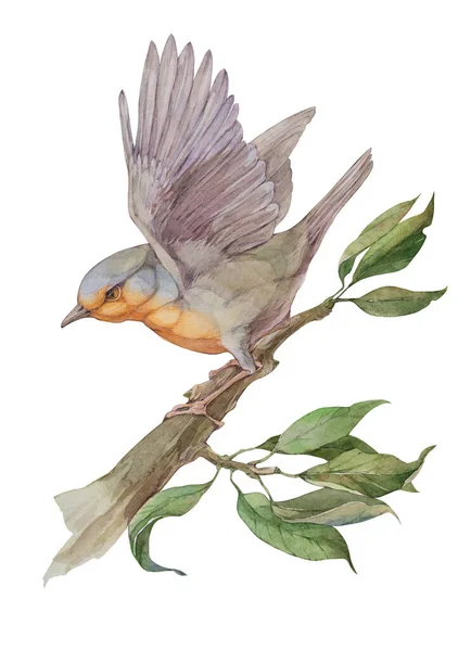 Ptak Robin Gałęzi Ilustracja Akwarela Białym Tle — Zdjęcie stockowe